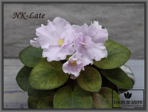 NK-Late